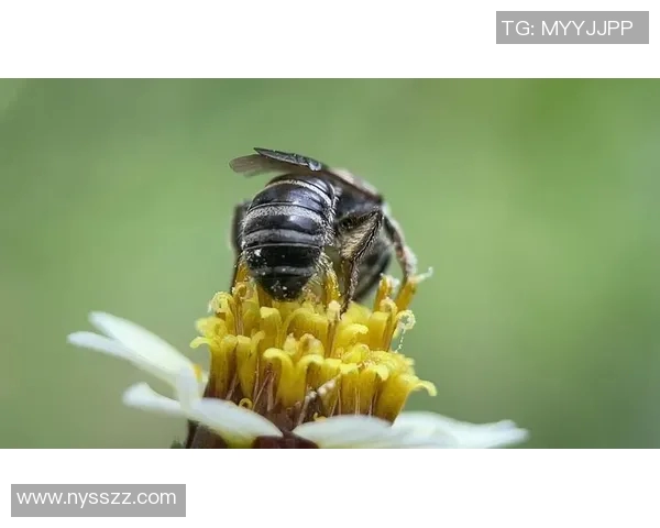 黄蜂生态与行为研究：探索黄蜂种群的多样性、分布与生态功能