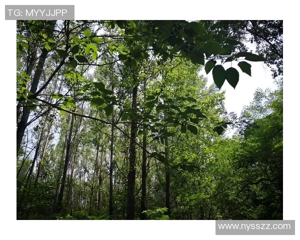 京都不死鸟与向日葵的激情对决展现青春活力与坚韧不拔的精神之战 京都不死鸟与向日葵的激情对决展现青春活力与坚韧不拔的精神之战